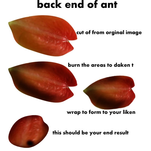 Creation of The Red Ant: Step 2